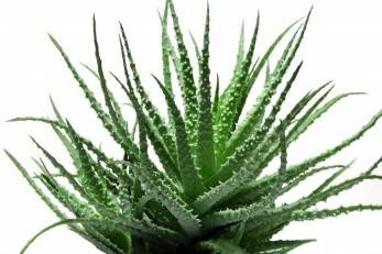 The aloe vera in the composition of Men's Defence