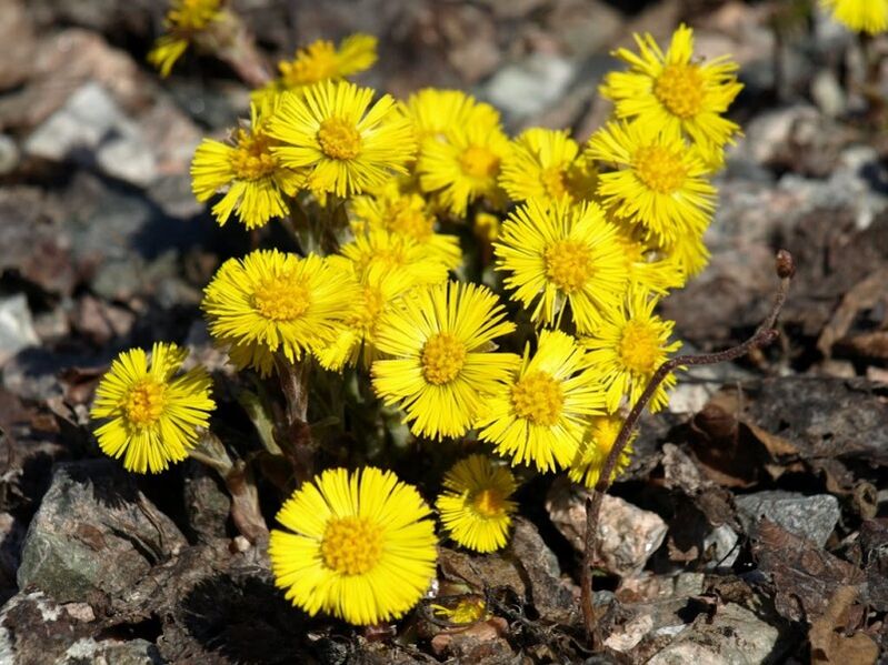 Herbal coltsfoot for the treatment of acute prostatitis